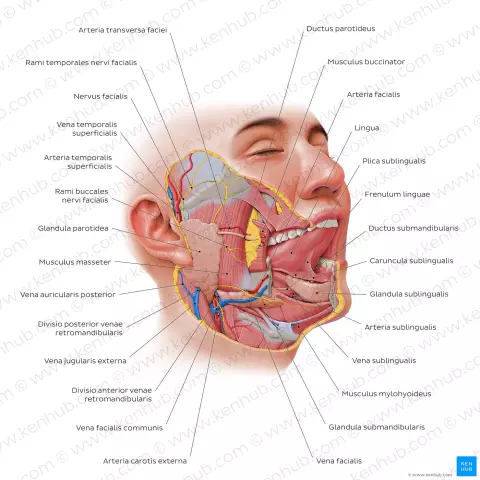 Welke structuur ligt inferieur aan mylohyoid spier?