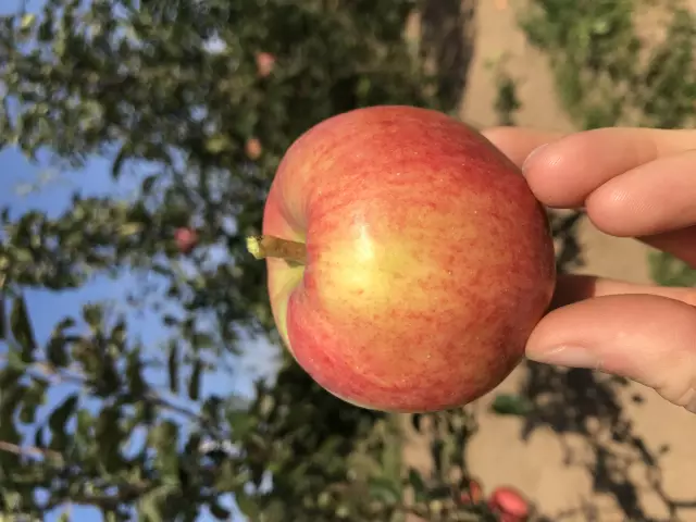 Masih akan menanam pokok epal saya?