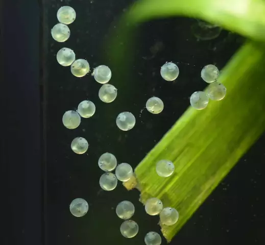 Sind Fische lebendgebärend oder eierlegend?