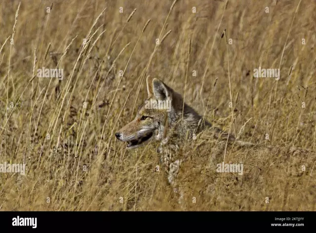 Zijn coyotes lastdieren?