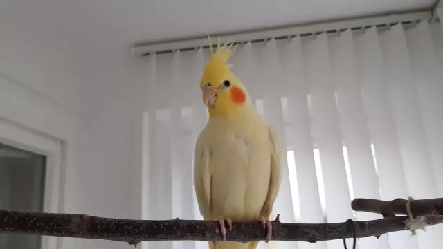 Tutti i cockatiel hanno paura notturna?