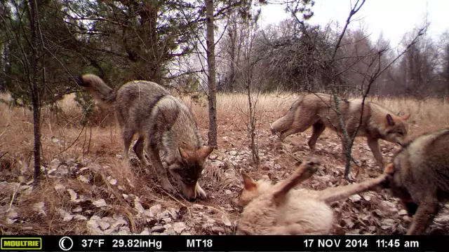 Quanti roentgen a chernobyl oggi?